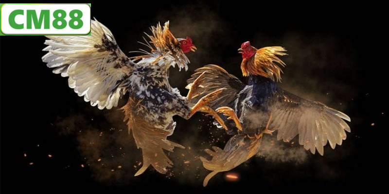 Giới Thiệu Tổng Quan Về Đá Gà CM88
