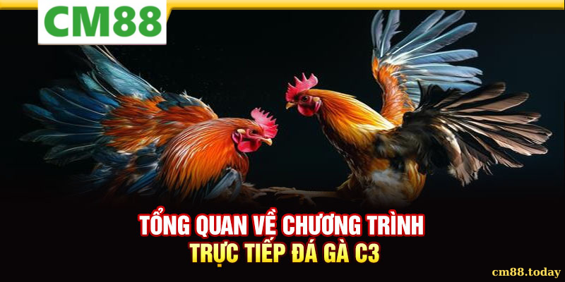 Giới thiệu tổng quan về Đá gà C3